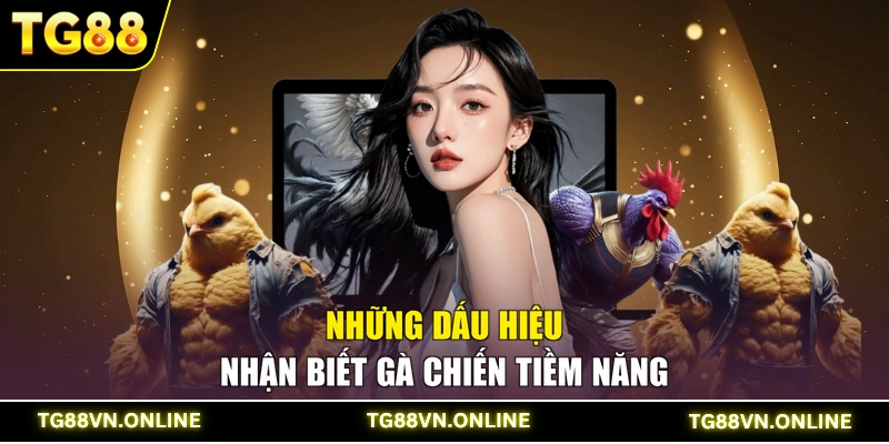 Những dấu hiệu nhận biết gà chiến tiềm năng