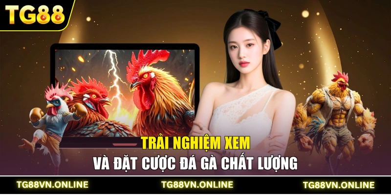 Trải nghiệm xem và đặt cược đá gà chất lượng